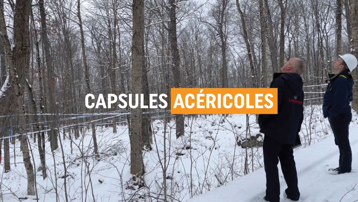 Vidéo capsule acéricole LS Bilodeau Pourquoi l'aménagement forestier